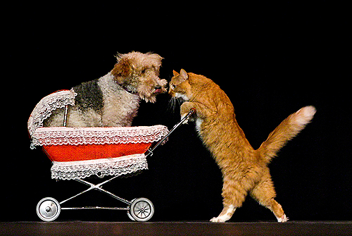 Comedy Pet Theater cat with dog