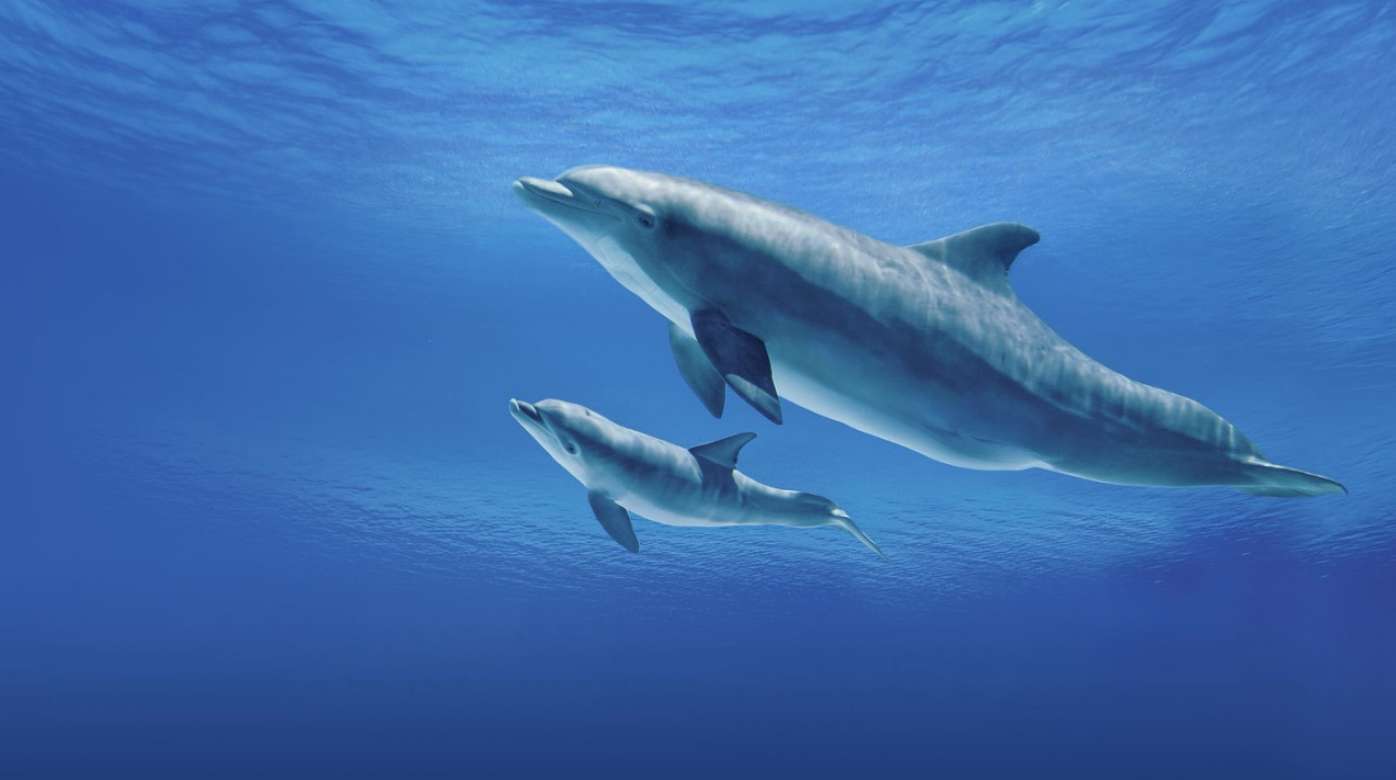 mirage secret garden dolphin habitat baby dolphin.tif.image.1396.780.high