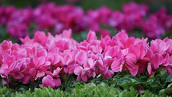 bellagio entertainment conservatory japanese spring pink flowers.jpg.image.1920.1080.high