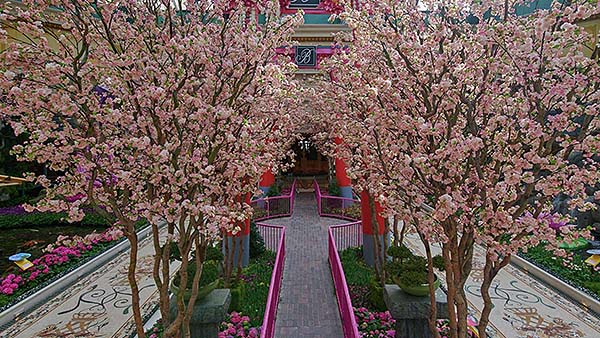 bellagio entertainment conservatory japanese spring pink walkway.jpg.image.1920.1080.high