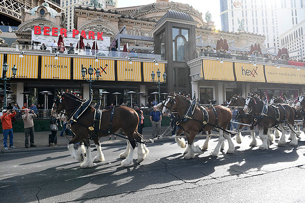 Budweiser Clydesdales Trot